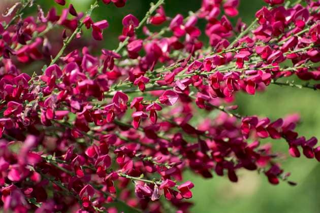 Natur, Pflanzen, Ginster