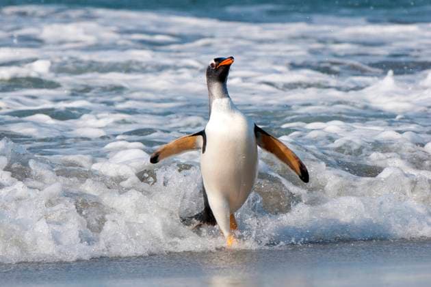 Kalendermotive: Pinguine