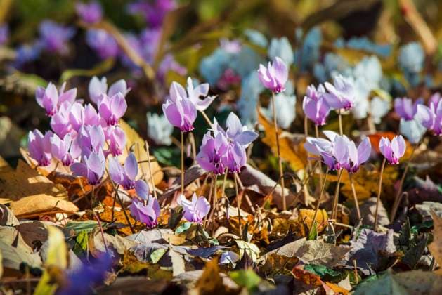 IMAGO Creative, Herbst, Herbstblumen