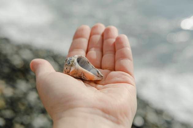 IMAGO Creative, Sommer, Muscheln sammeln am Strand