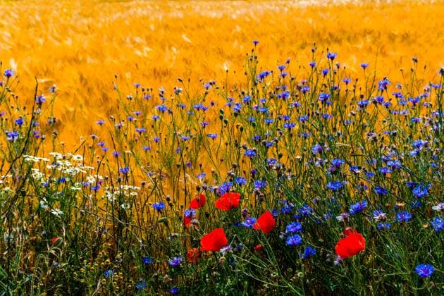 Kalendermotive: Wildblumen