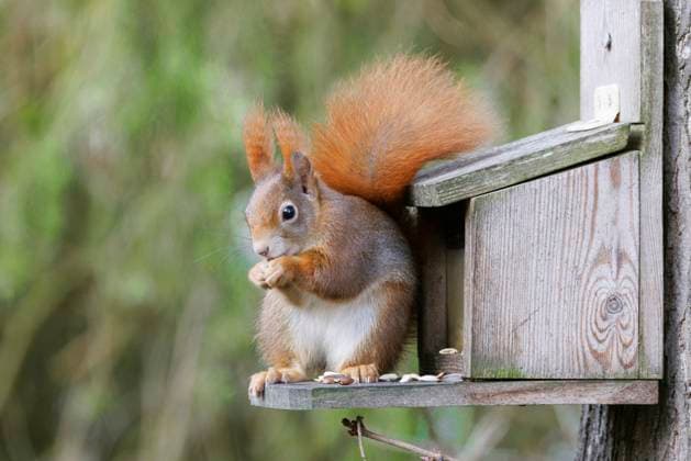 IMAGO Creative, Jahreszeit Herbst, Eichhörnchen füttern