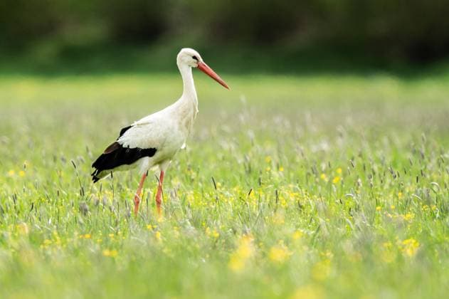 IMAGO Creative, Frühling, Frühlingsboten, Tierwelt