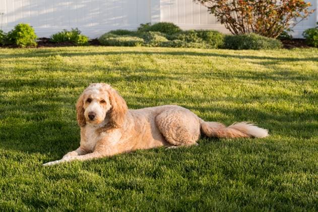 Natur, Tiere, Hund, Hunderasse Bernedoodle