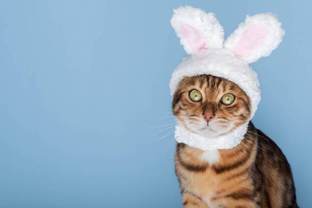 IMAGO Creative, Ostern, Tiere