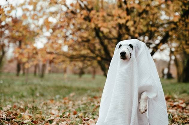 IMAGO Creative, Herbst, Tierisches Halloween