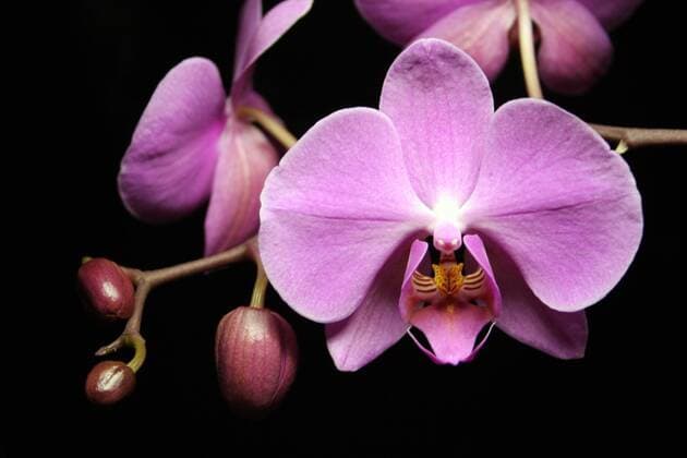 Kalendermotive: Orchideen