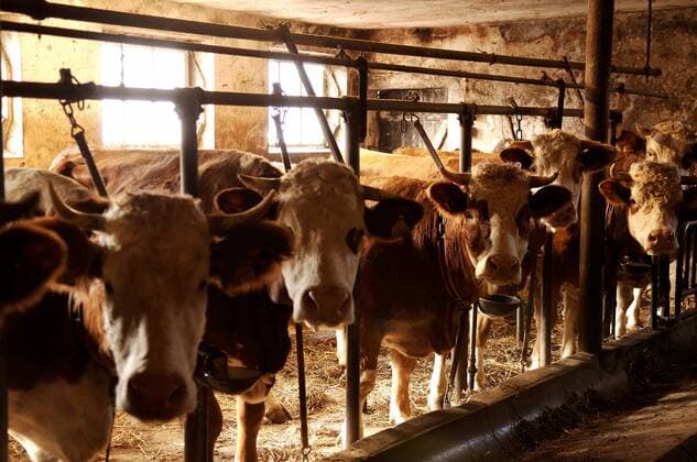 Foodwatch fordert Ende der Anbindehaltung für Milchvieh, Archivbilder