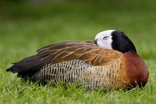 Kalendermotive: Schlafende Tiere