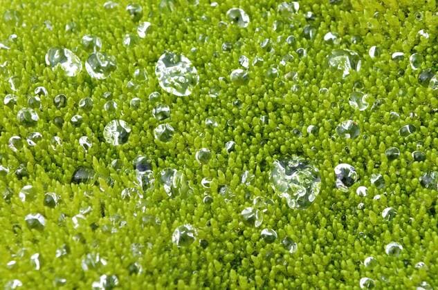Das Gewöhnliche Quellmoos ist Wasserpflanze des Jahres 2024