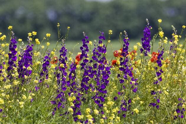 Natur, Pflanzen, Rittersporn