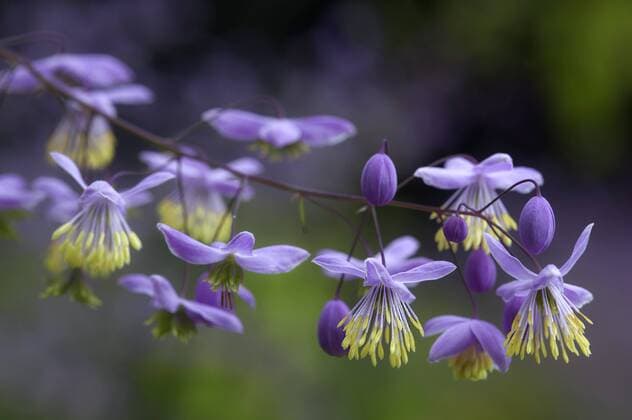 Natur, Pflanzen, China-Wiesenraute