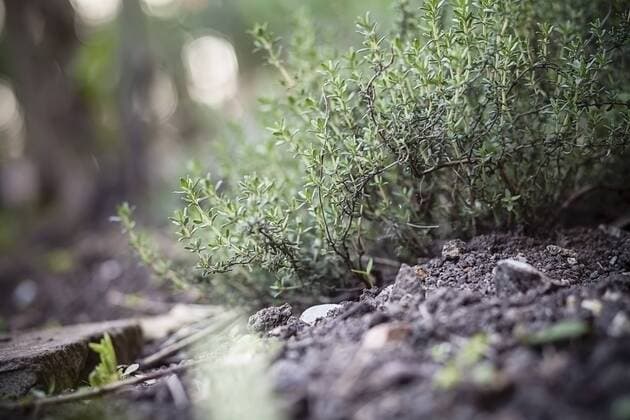 Natur, Pflanzen, Zitronenthymian