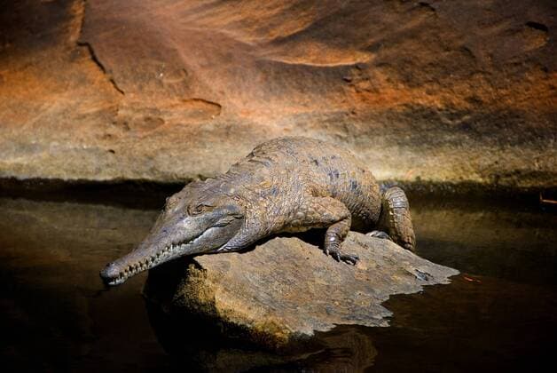 Kalendermotive: Tierwelt Australiens