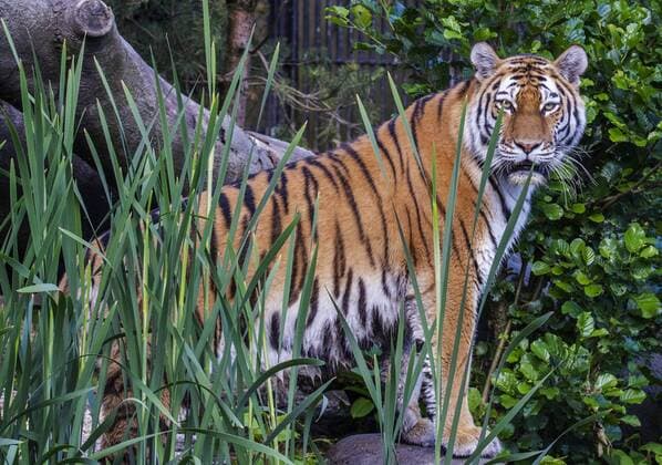 Tigerin Maruschka im Tierpark Hagenbeck gestorben