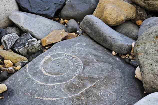Kalendermotive: Fossilien