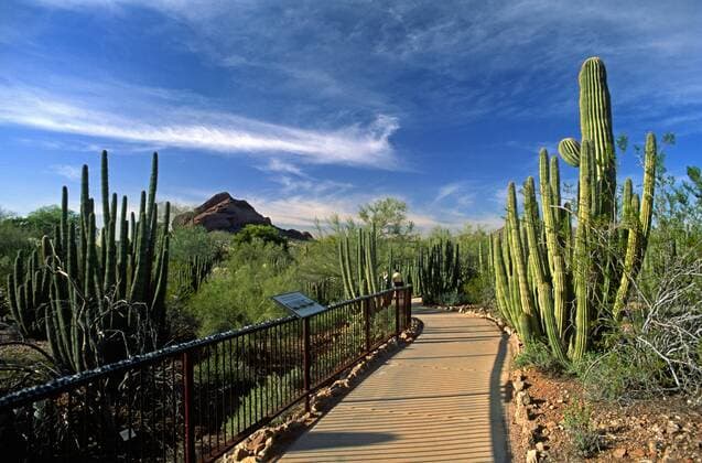 Travel, Parks and Gardens, USA, Desert Botanical Garden in Phoenix, Arizona