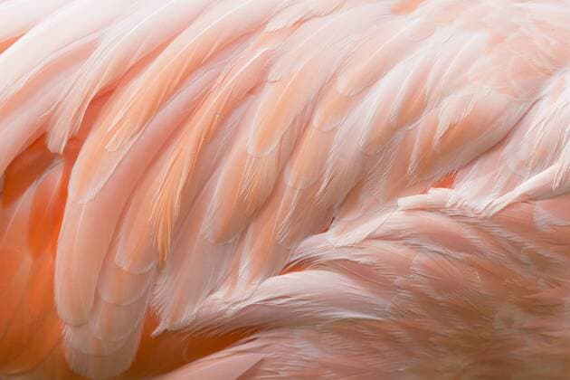 Peach Fuzz digital, Pantone Farbe für 2024