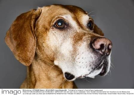 Hunde - Porträt-Fotoshooting