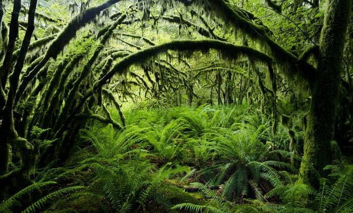 Kalendermotive: Regenwälder der gemäßigten Breiten