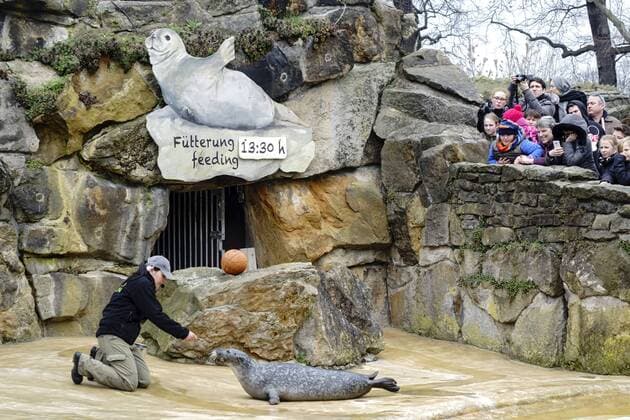 Berlin, Zoologischer Garten stellt kommentierte Fütterung der Seehunde ein - Archivbilder