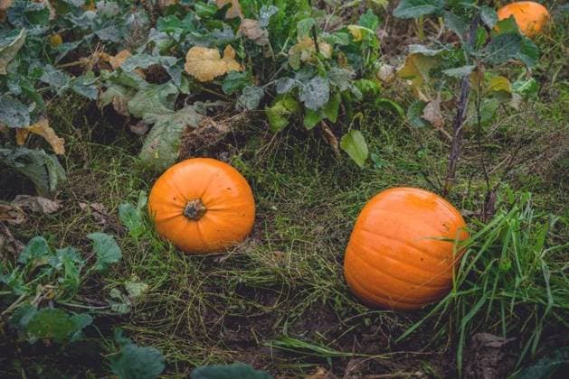 IMAGO Creative, Herbst, Kürbis-Saison