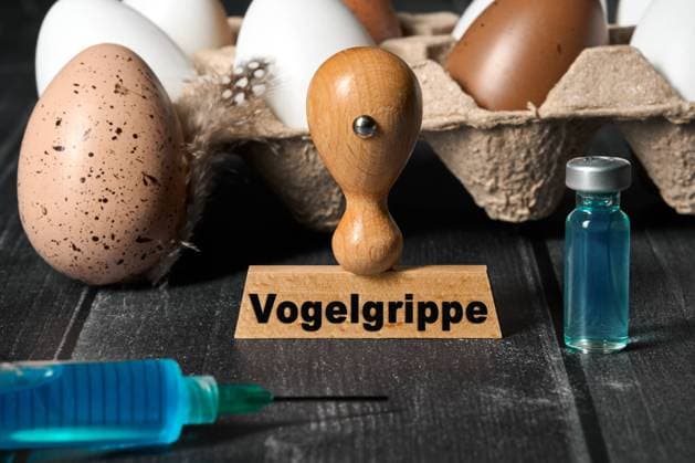 Vogelgrippe H5N1 - Symbolbilder