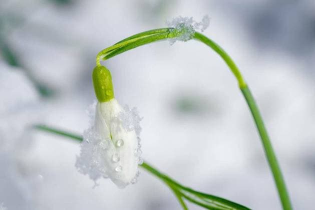 IMAGO Creative, Winter, Winterblumen