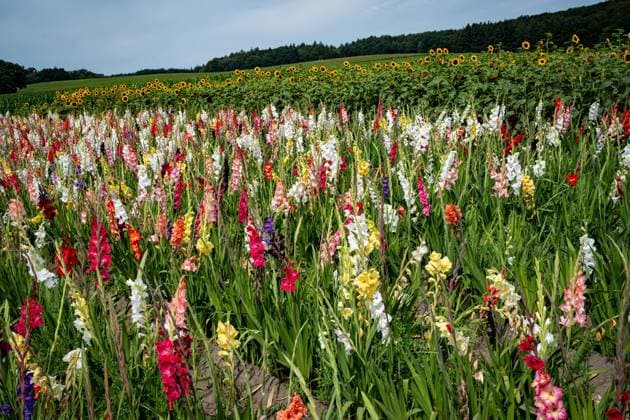Natur, Pflanzen, Gladiolen