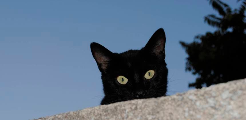 IMAGO Creative, Aberglaube, Schwarze Katzen