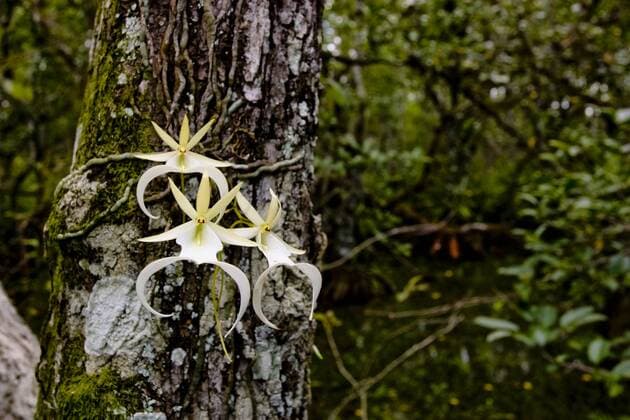 IMAGO Nature: Unsere Erde, Pflanzen, Seltene Pflanzen