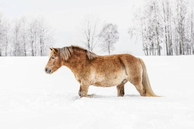 IMAGO Creative, Winter, Landleben