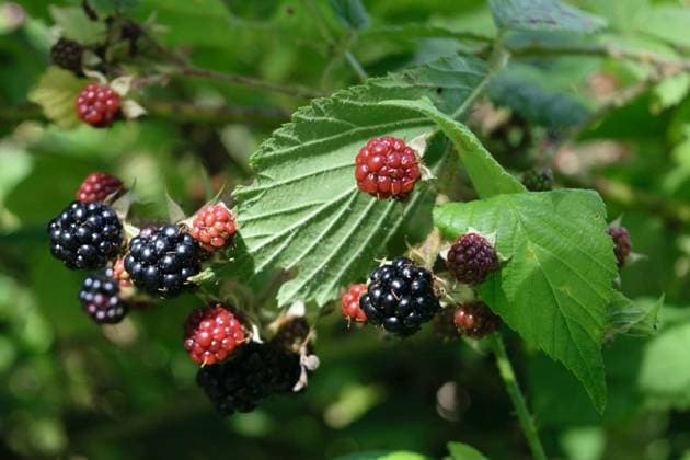IMAGO Creative, Jahreszeit Sommer, Food, Brombeeren