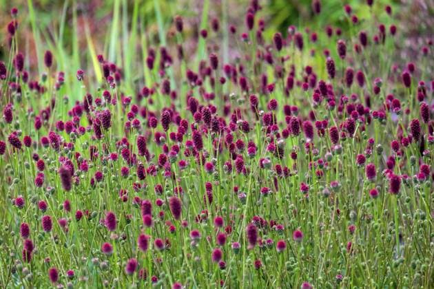 Natur, Pflanzen, Wiesenknopf