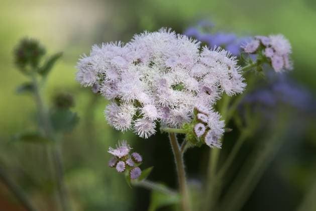 Natur, Pflanzen, Gewöhnlicher Leberbalsam