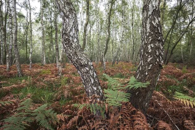Die Moorbirke ist Baum des Jahres 2023