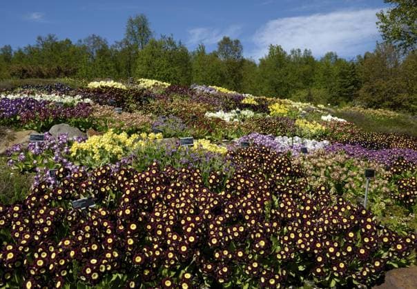 Travel, Parks and Gardens, Norwegen, Arktisk Alpin Botanisk Hage in Tromsö