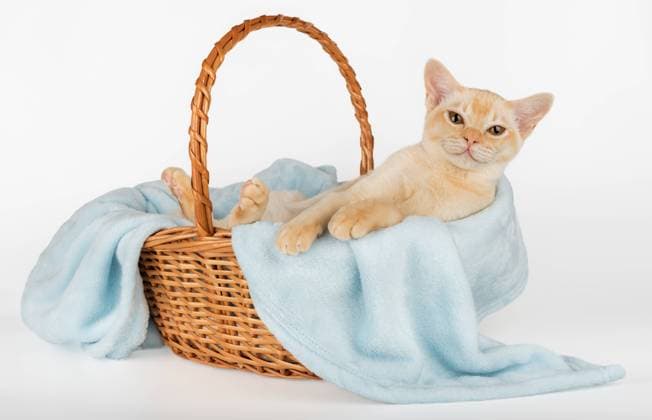 Kalendermotive: Katzenbabys