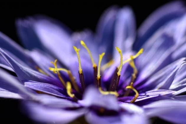 Natur, Pflanzen, Rasselblume