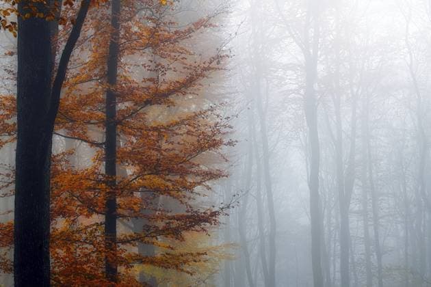IMAGO Creative, Herbst, Natur, Nebelstimmung