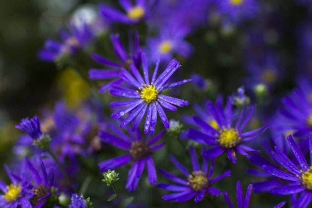 Natur, Pflanzen, Astern