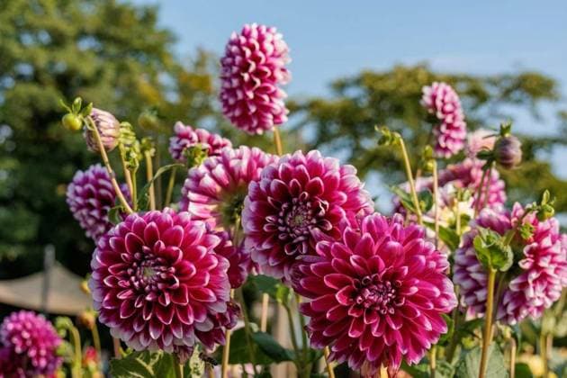 Natur, Pflanzen, Dahlien