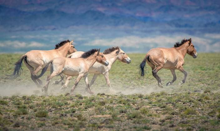 Przewalski-Pferde aus Berlin in Kasachstan eingetroffen, Archivbilder