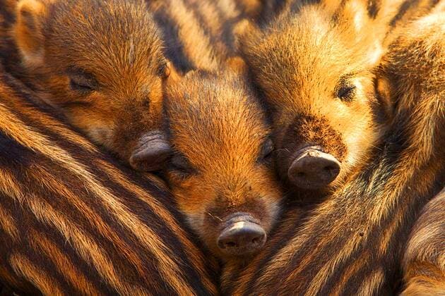 Kalendermotive: Tierbabys