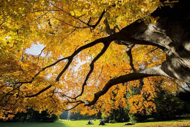 Travel, Parks and Gardens, Österreich, Türkenschanzpark in Wien
