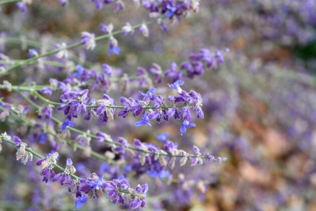 Natur, Pflanzen, Blauraute