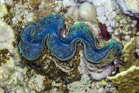 Kalendermotive: Muscheln