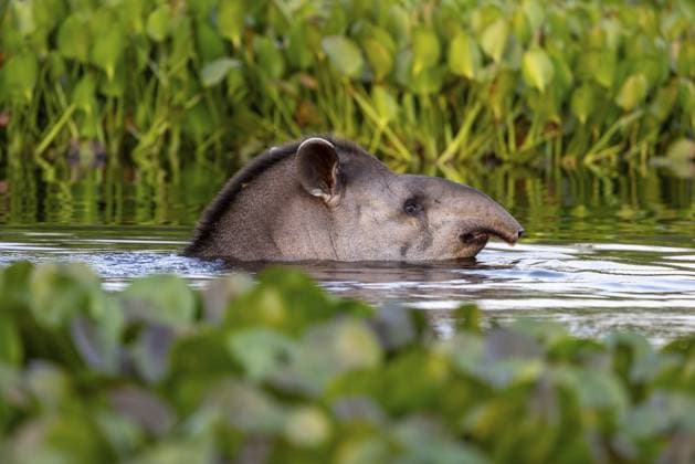 Welt-Tapir-Tag am 27. April