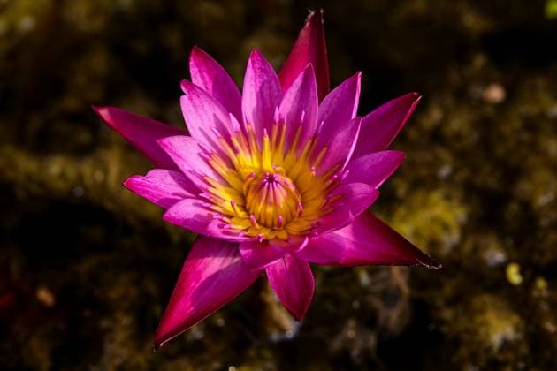 Kalendermotive: Exotische Blüten