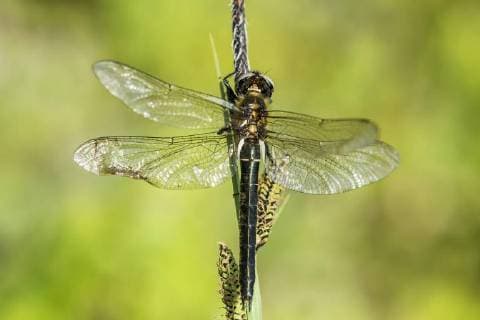 Alpen-Smaragdlibelle ist Libelle des Jahres 2023